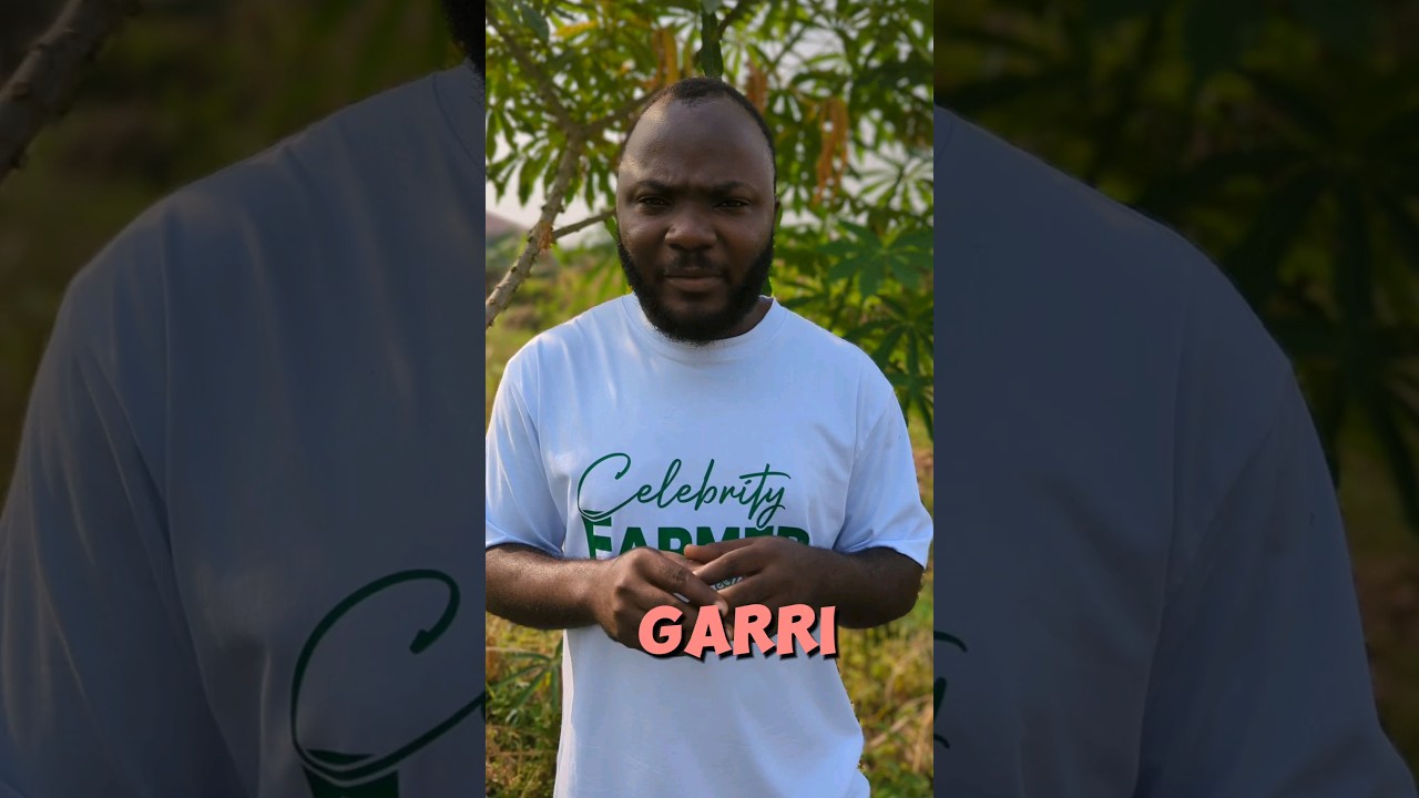Cassava transformation to Garri,  bobo lo,  cassava flour in Cameroon #cassavaroots #processing