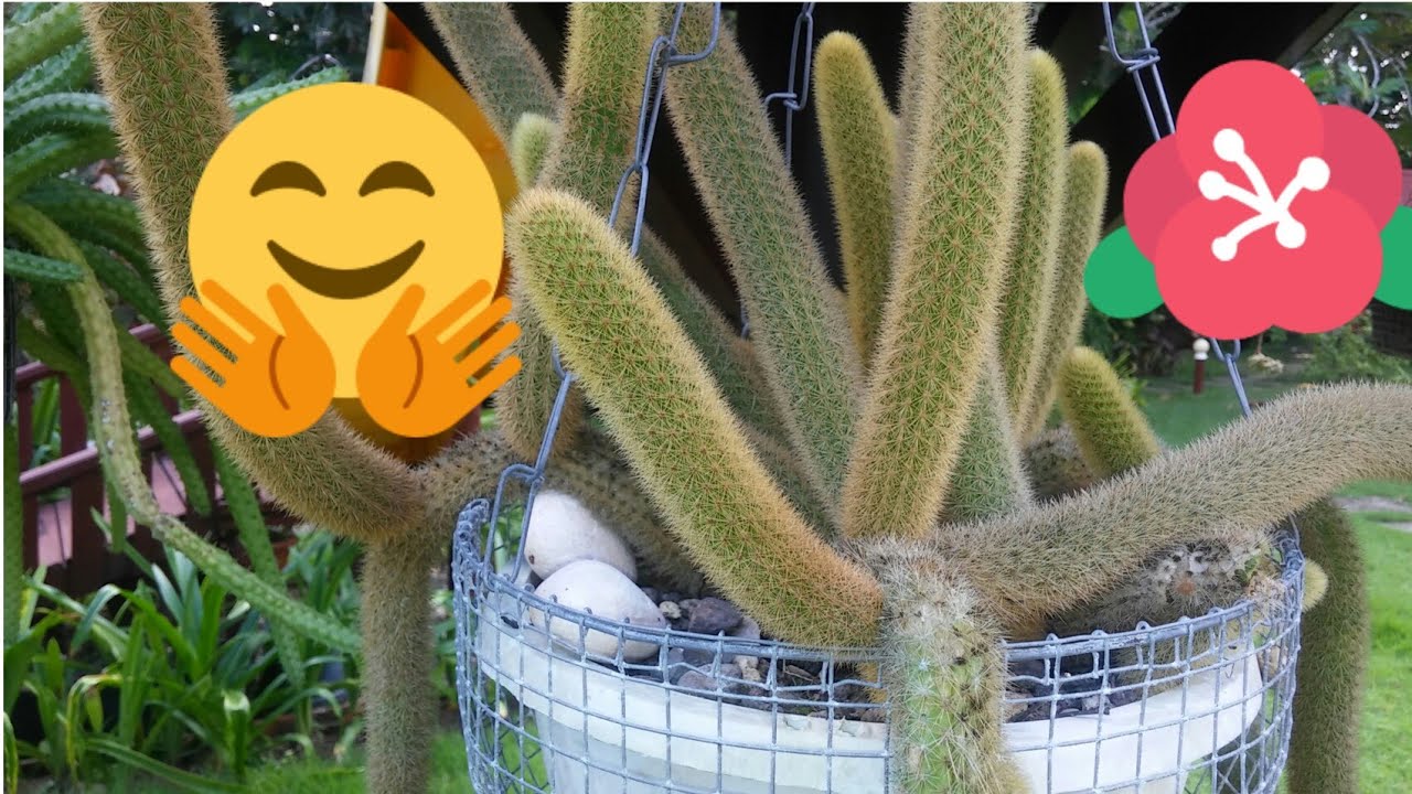 ¿COMO REPRODUCIR CACTUS COLA DE MONO?