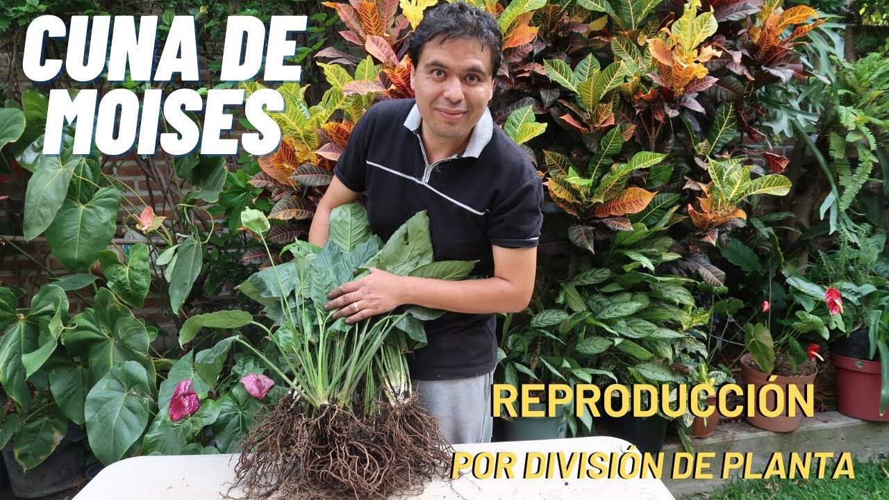 Reproducción de la cuna de moisés por división de planta