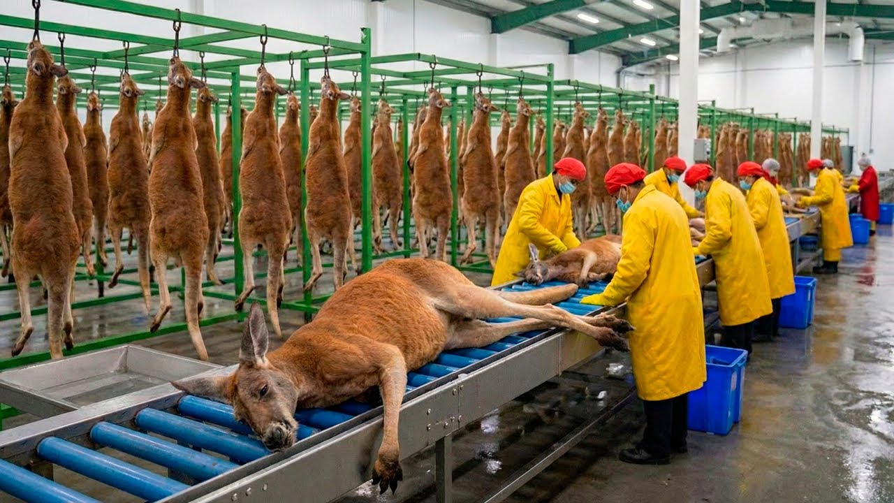Внутри фабрики по производству кожи кенгуру: от кожи кенгуру до футбольных бутс