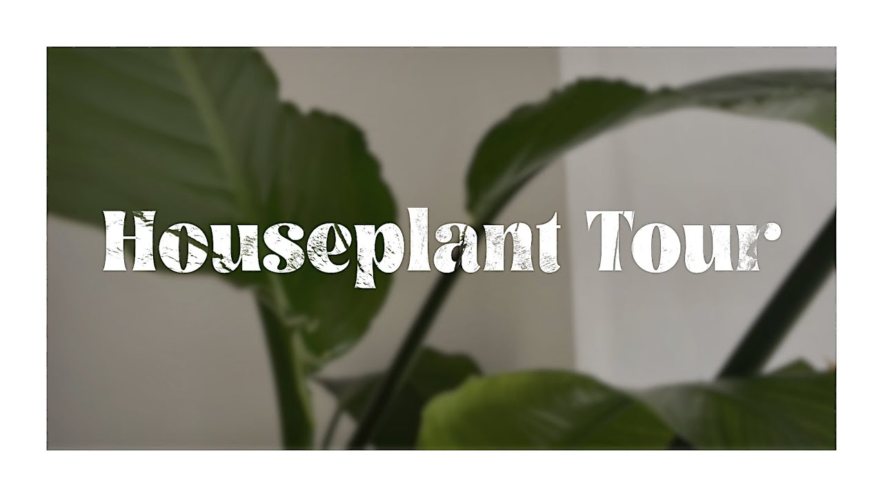 SHOWING YOU ALL OF MY HOUSE PLANTS
