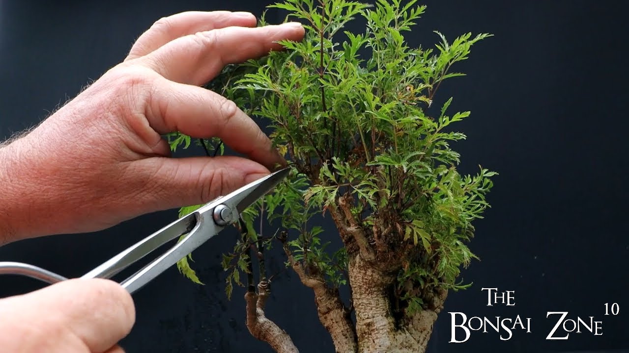 My Kubu Island (Boabab Style) Ming Aralia Penjing, The Bonsai Zone, Aug 2023
