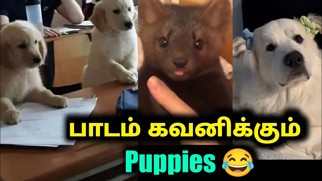 பாடம் கவனிக்கும் Puppy | Funny video | Twisty story | Twist at end