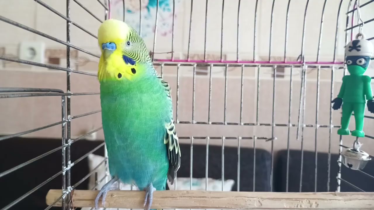 Eğlence Zamanı - Muhabbet Kuşu Mutluluk Sesi - Muhabbet kuşu sesi  #birds #birds #talkingparot
