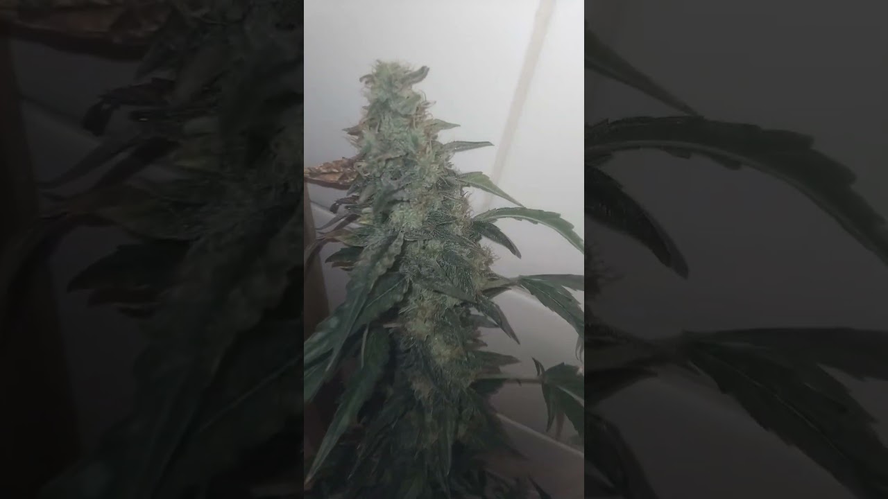 GLUE GELATO BARNEYSFARM AUTOMATICS 1200W FULLSPECTRUM 5W SAMSUNG CHIPS INSTALLED BLOOMPHASE WEEK 6/7