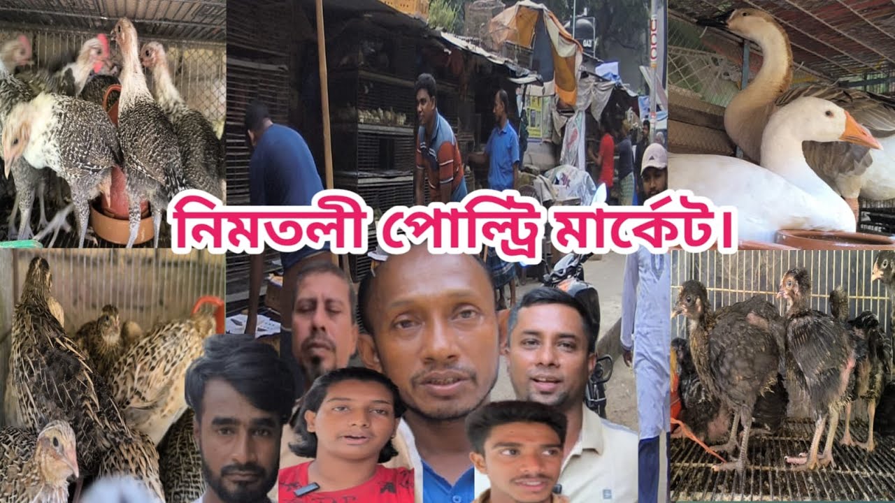 455 বাংলাদেশের সর্ববৃহৎ পোল্ট্রি মার্কেট ঢাকায় পাইকারি হাঁস মুরগির বাচ্চার মার্কেট। chicks market