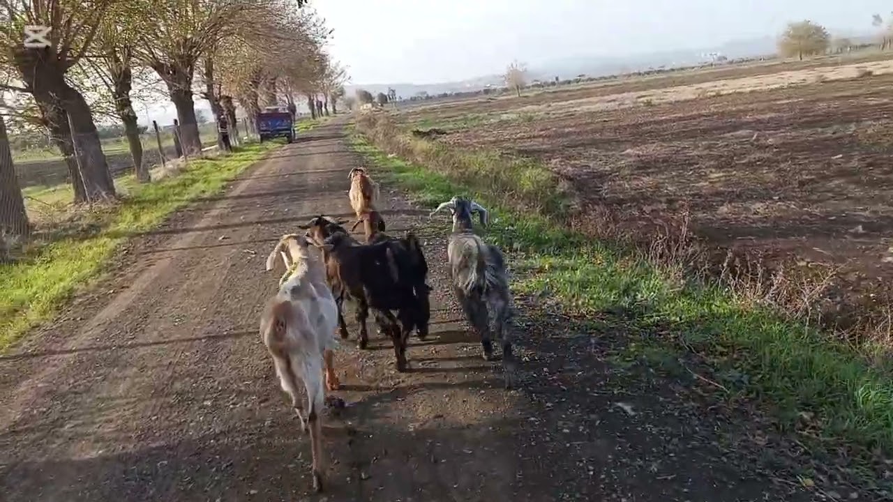 Keci yaymaya gittim