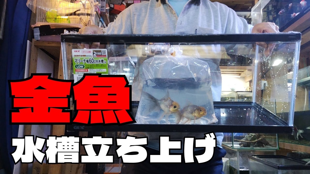 金魚水槽立上げのためにGEXの60㎝ガラス水槽のLowタイプを買ってみた。【金魚の飼い方】金魚石組レイアウト水槽立ち上げ。ジェックス マリーナ600LOW 60×30×26cm MR600BKL-N