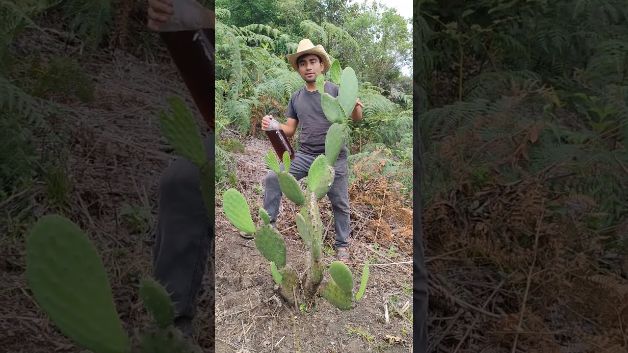ABONANDO EL NOPAL #nopal #abonoorganico #abono #nopales #nopalera #lixiviado #vivirenelcampo