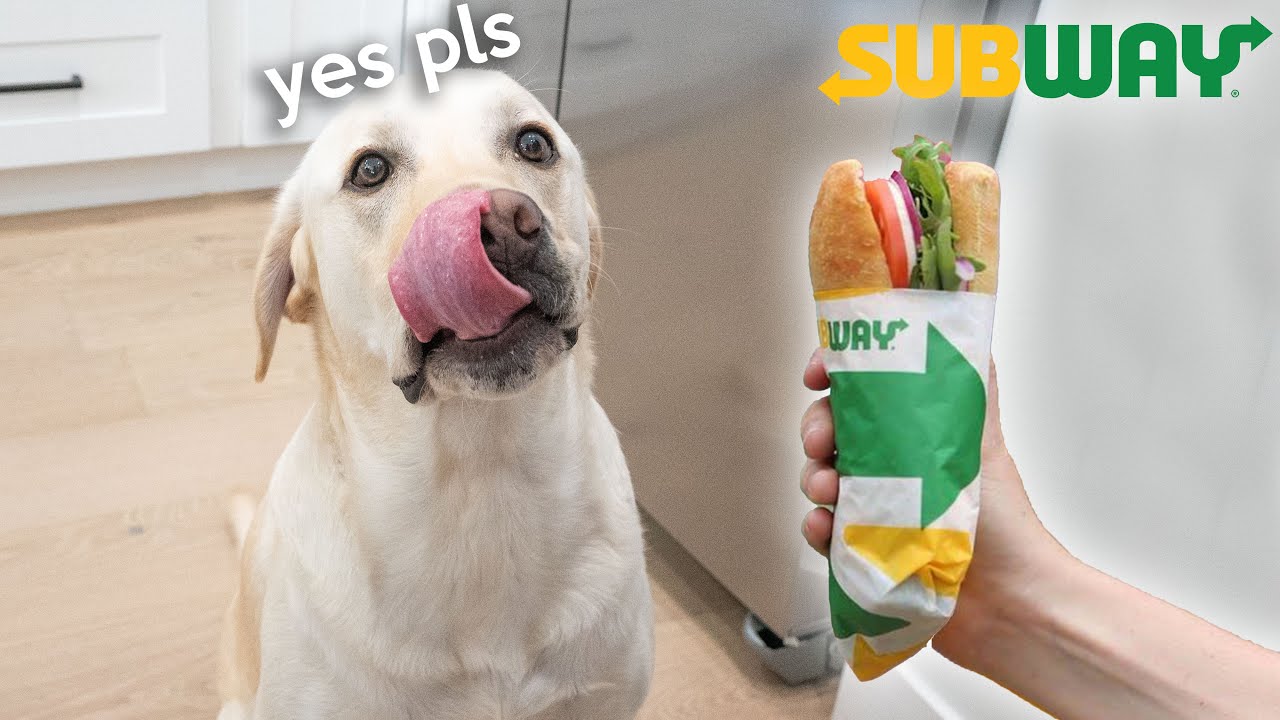 Labrador Tries Subway For The First Time!!