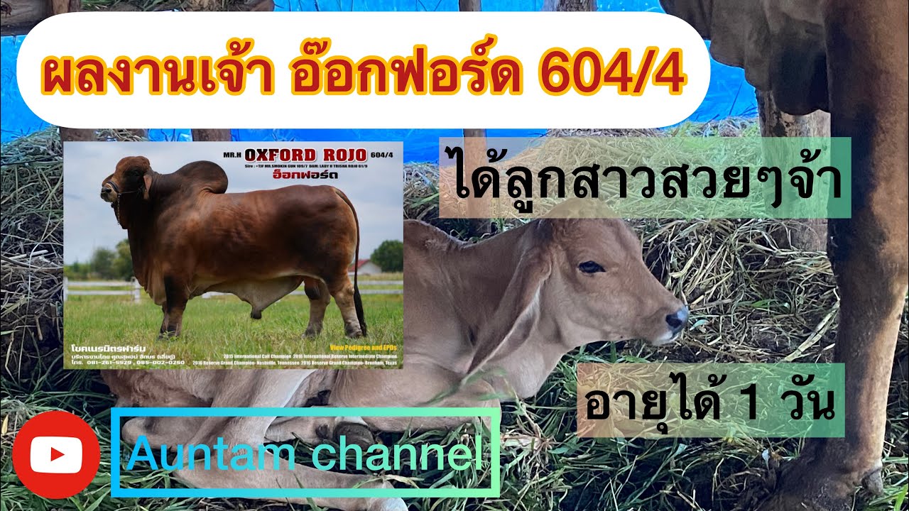 ชมผลงาน อ๊อกฟอร์ด 604/4 แห่งโชคเนรมิตรฟาร์ม ให้ลูกสาวสีแดงนวลอายุได้ 1 วัน แข่งขาลำตัวสวยงามมาก