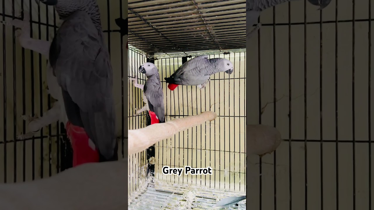 Grey Parrot | Gray Parrot | Grey Parrot Pair