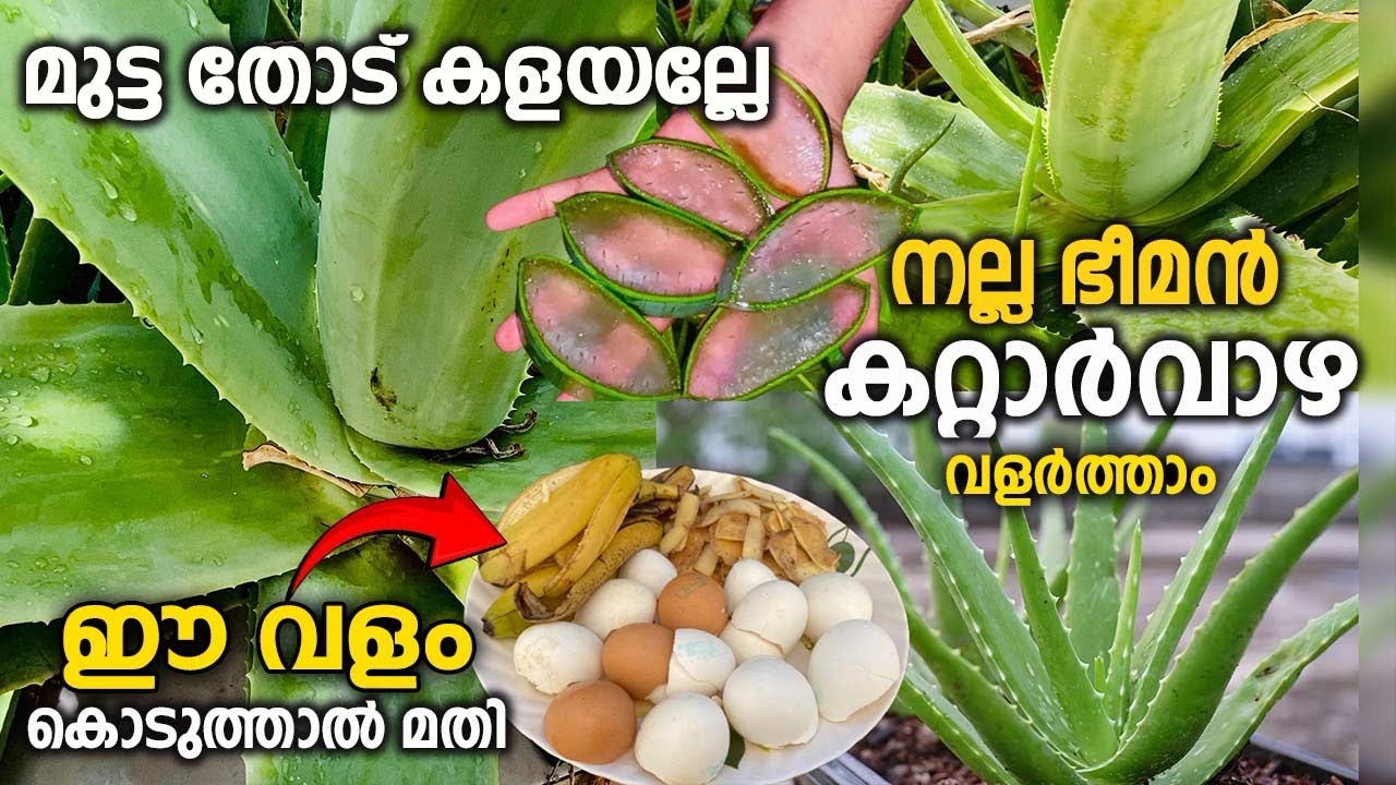 നല്ല ജെൽ ഉള്ള ഭിമൻ കറ്റാർവാഴ വിട്ടിൽ വളർത്താം ഈ വളം മതി ||Alovera plant growing malayalam