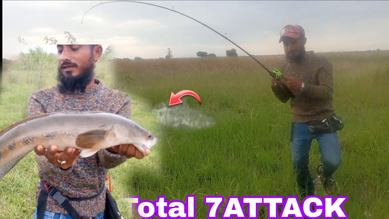 7 snakehead live attack || snakehead catching videos || #snakeheadfishing #murrelfishing 
