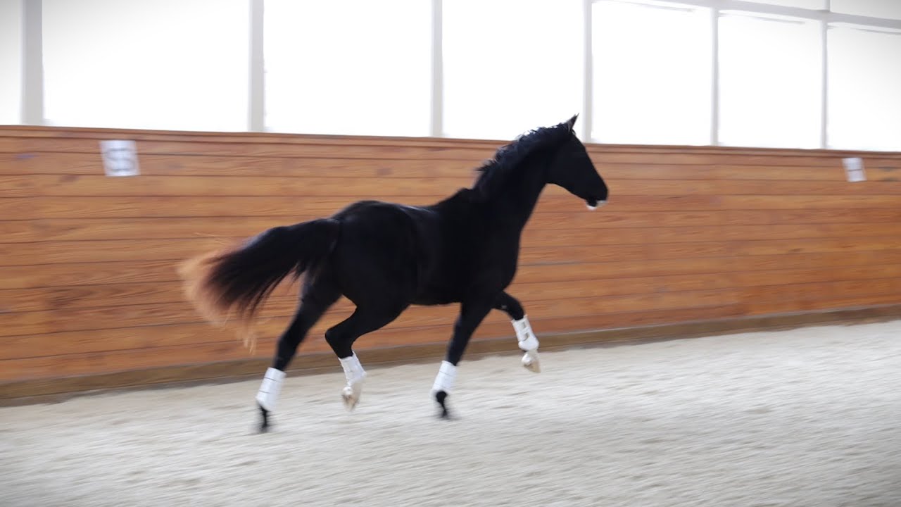 For Sale: Tuxedo ISF (Cum Laude x Oscar) 2023 KWPN-NA gelding - Free Movement, December 2025