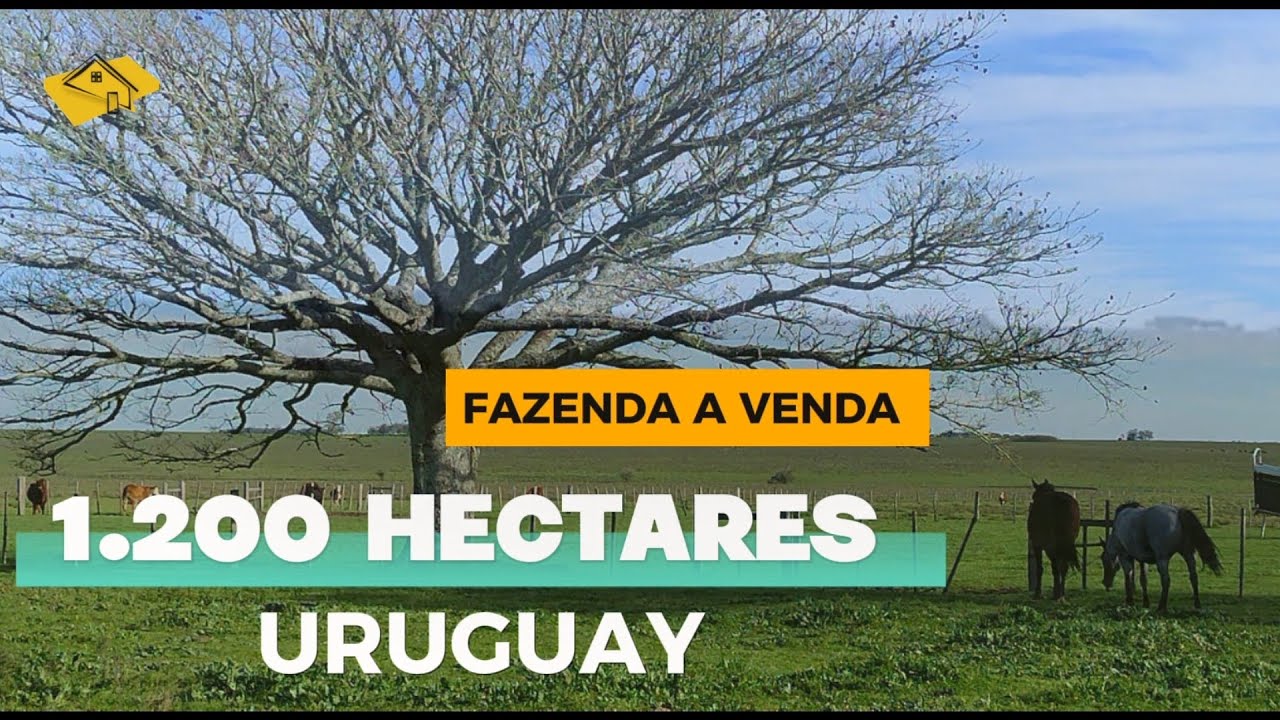 URUGUAIY_ Fazenda a Veeda_1.200 HECTARES A 150km da Fronteira Gaúcha. RARA OPORTUNIDADE!