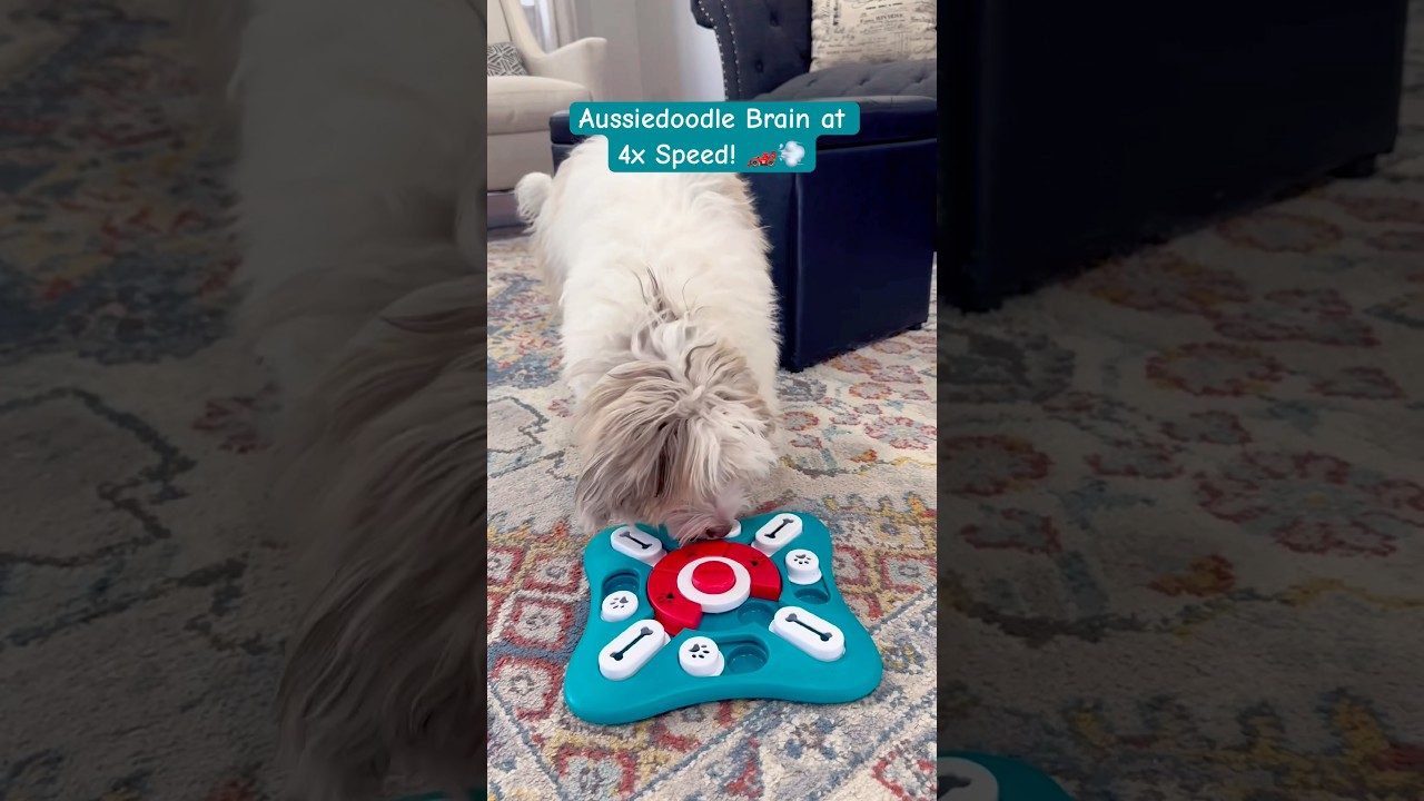 Nova vs. the Level 4 Puzzle! 🧩 (Mini Aussiedoodle) #miniaussiedoodle #smartdog #shorts  #cutepuppy