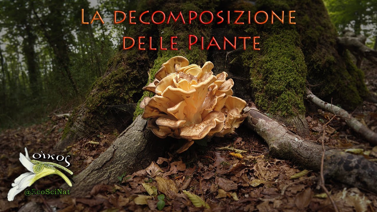 La decomposizione delle piante