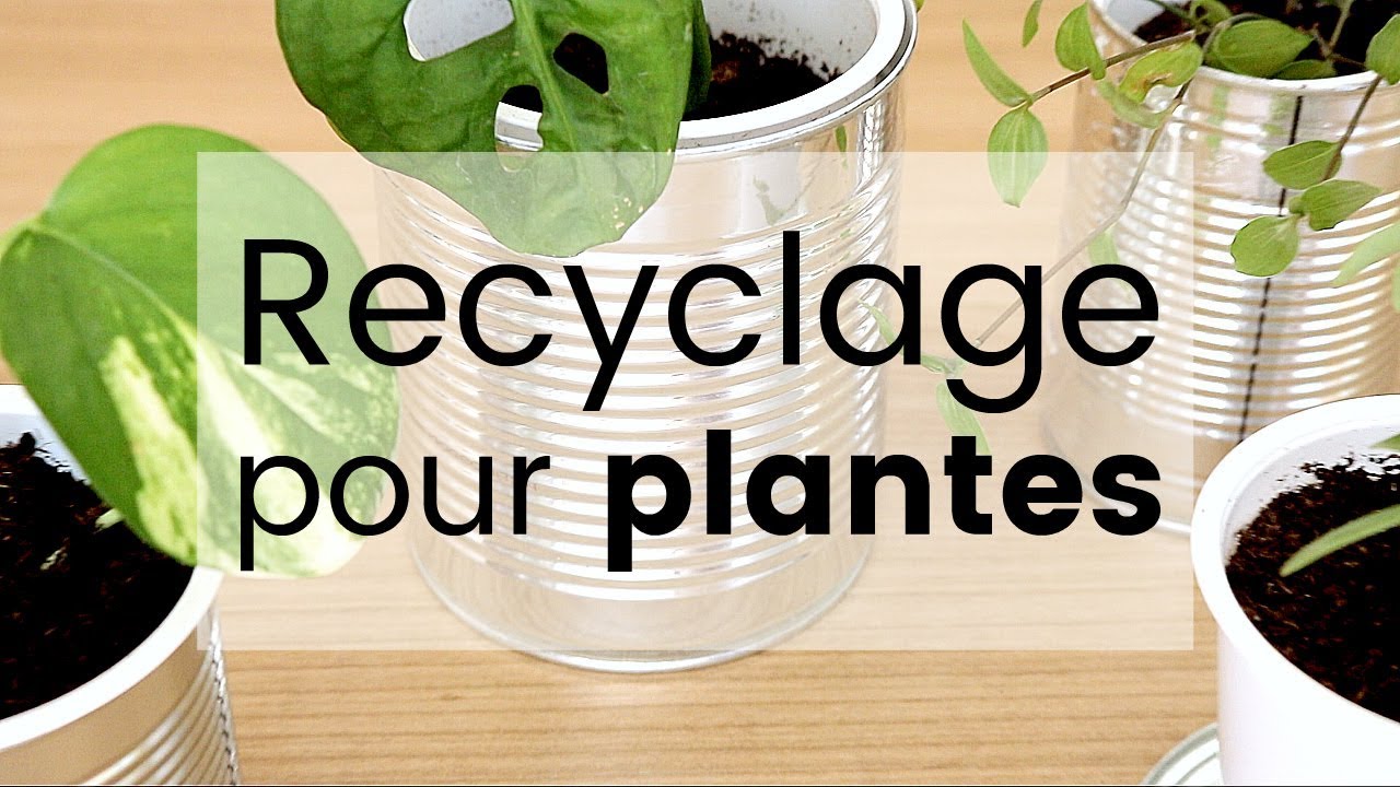 DIY Recyclage cr&eacute;atif - 3 astuces pour vos plantes d'int&eacute;rieur | Tuto recyclage d&eacute;co et boutures