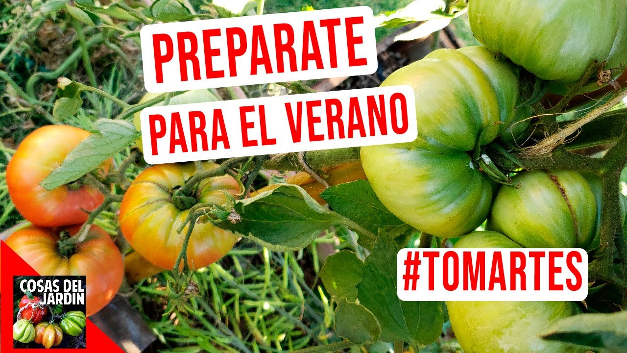 PREPARÁ TUS TOMATERAS PARA EL VERANO! SE VIENE LO PEOR #TOMARTES EP.23