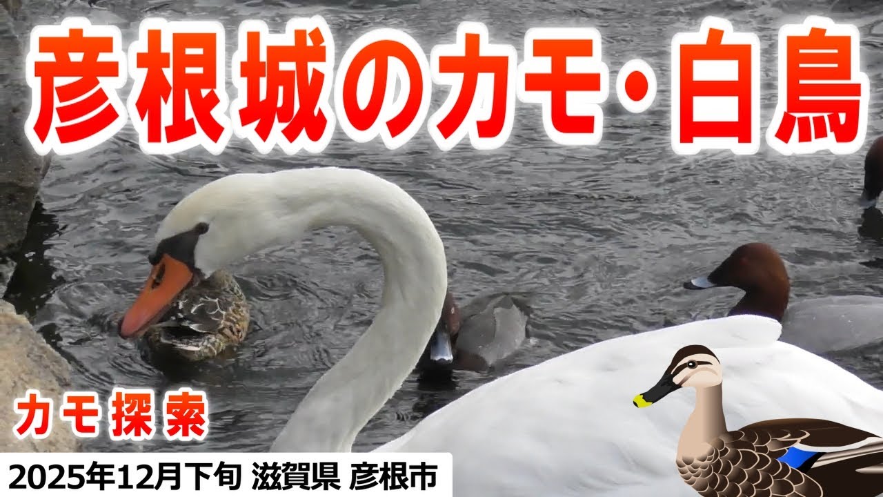 2025年12月下旬 カモ探索 in 彦根城（コブハクチョウ、カルガモ、コガモ、マガモ、ヒドリガモ、オカヨシガモ、キンクロハジロ、ハシビロガモ、オナガガモ、カワウ）