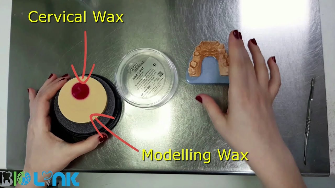Wax Anatomy using WAX GIANT-double line- | YETI | BIOLINKDUBAI