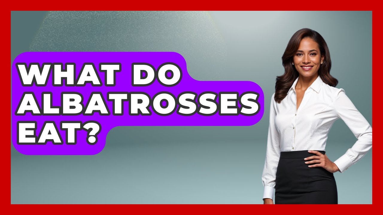 What Do Albatrosses Eat? - The Marine Life Explorer