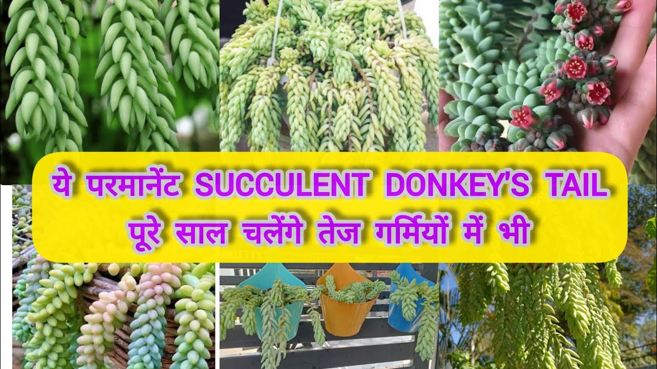 ये Trick Try करो Donkey'sTail Rocket की तरह बढ़ने लगेगा/Full care /Propagation/Super Hardy Succulent