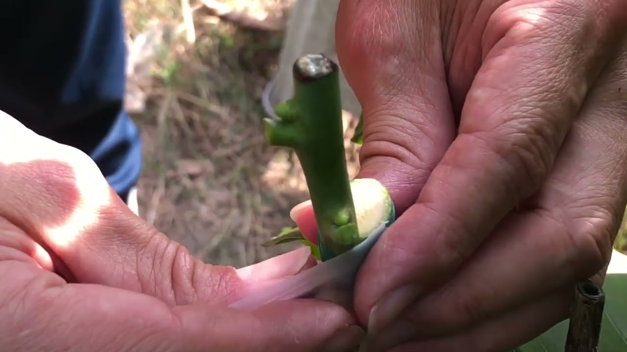 「聖德龍芒果」嫁接入園區。2022年11月20日