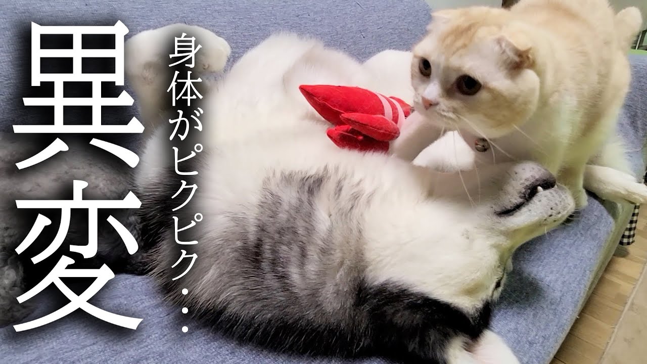 苦しそうな顔した犬を発見した猫の対応にびっくりしました...