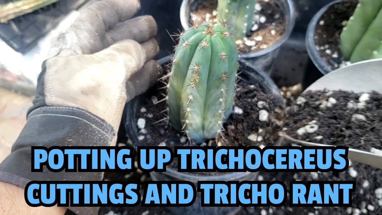 Potting up Trichocereus cuttings and Tricho rant