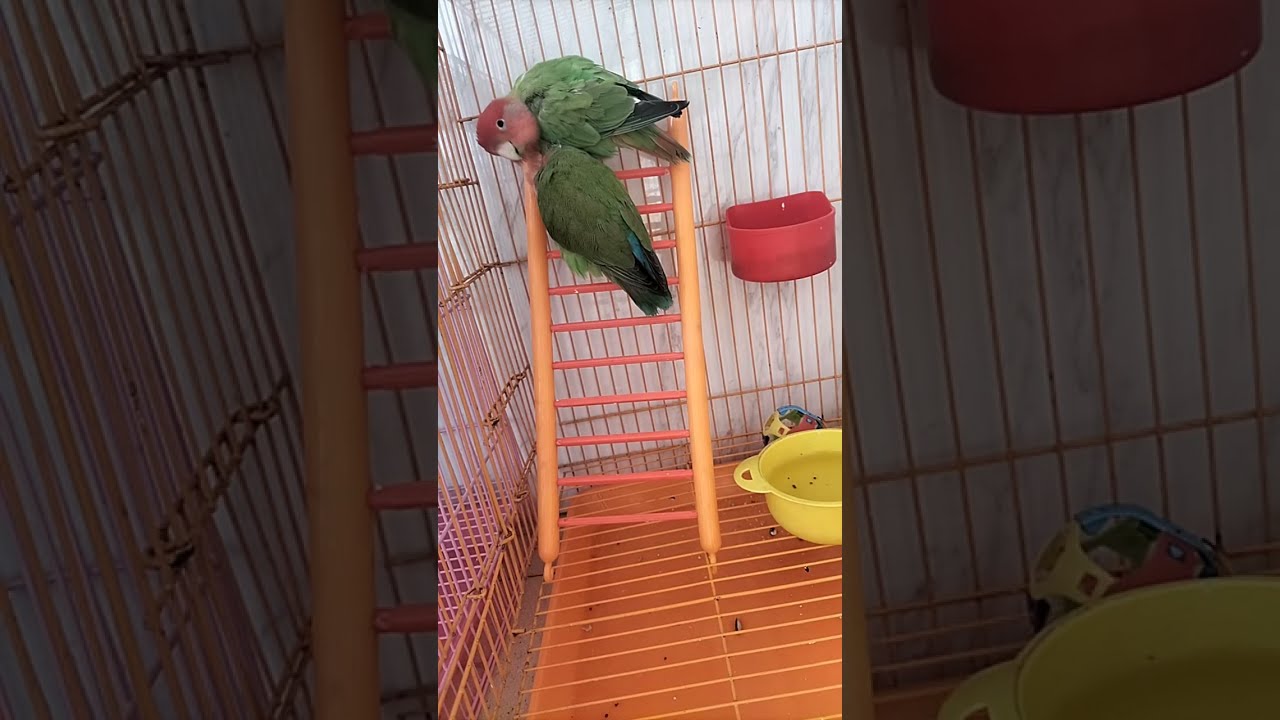 African Love Birds🐥 is live!