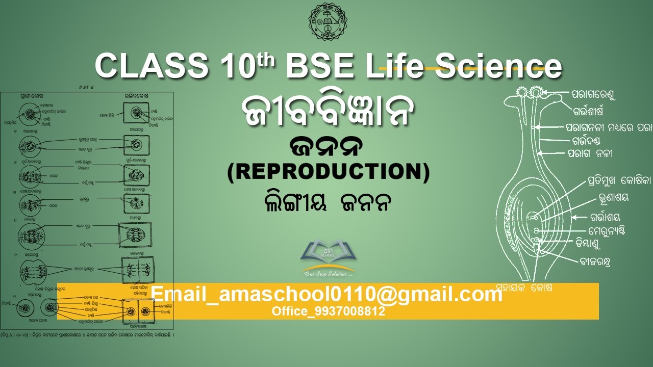 Class 10th BSE Odisha/Life Science/ଜନନ/Reproduction/Lingeeya Janana/Samajugmana/Asamajugmana