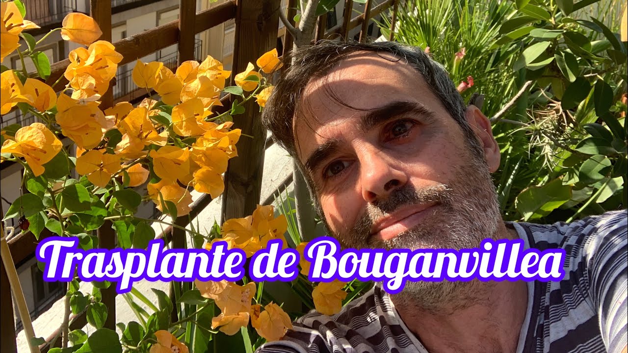 Trasplante de Bouganvillea CAP 231