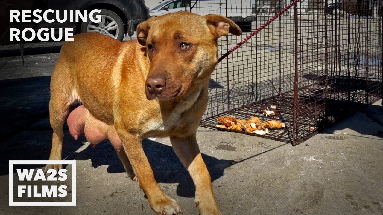 Stray Dog Acting Weird Reveals Secret To Rescuers - Hope For Dogs