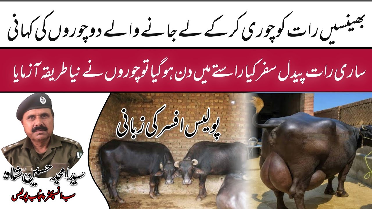 Theft of Animals in Punjab 