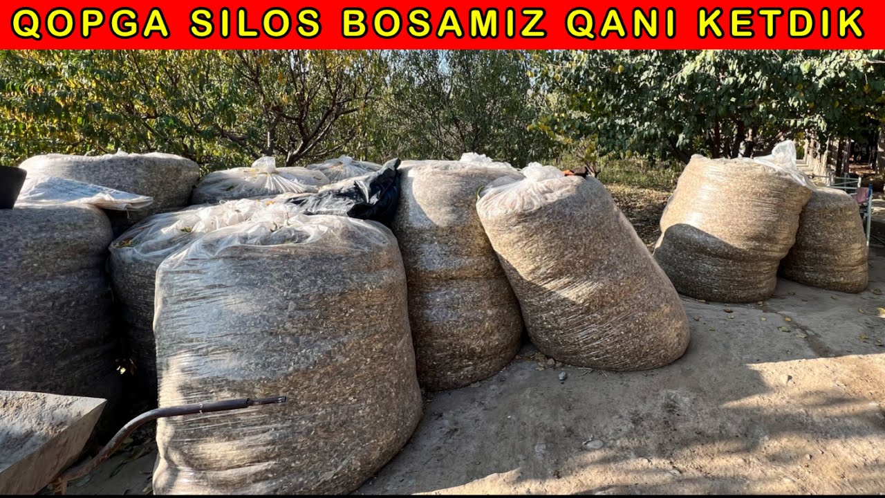 SALAFANGA SILOS QANDAY BOSILSA YAXSHI TURADI? Koramiz bu video SIZ🫵 uchun