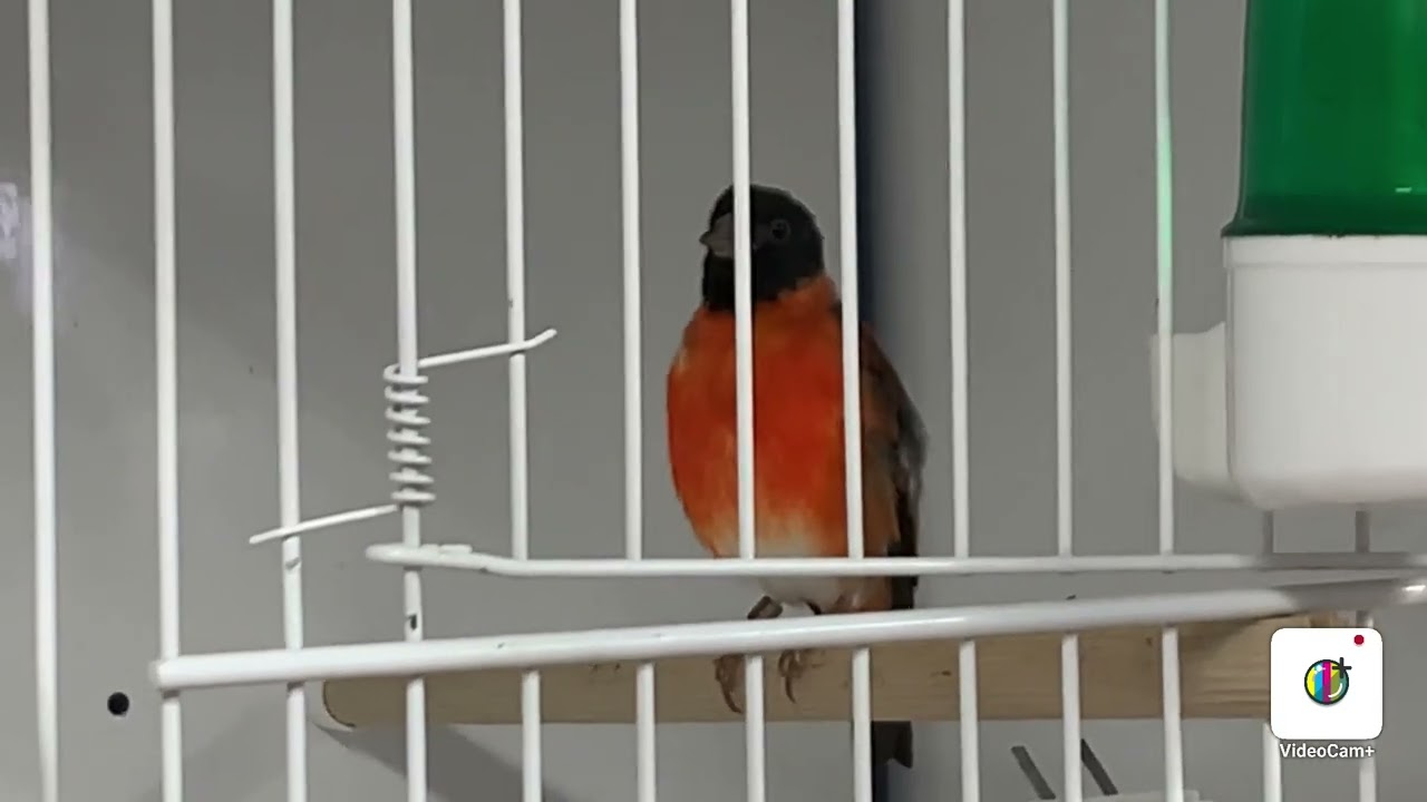 Red siskins