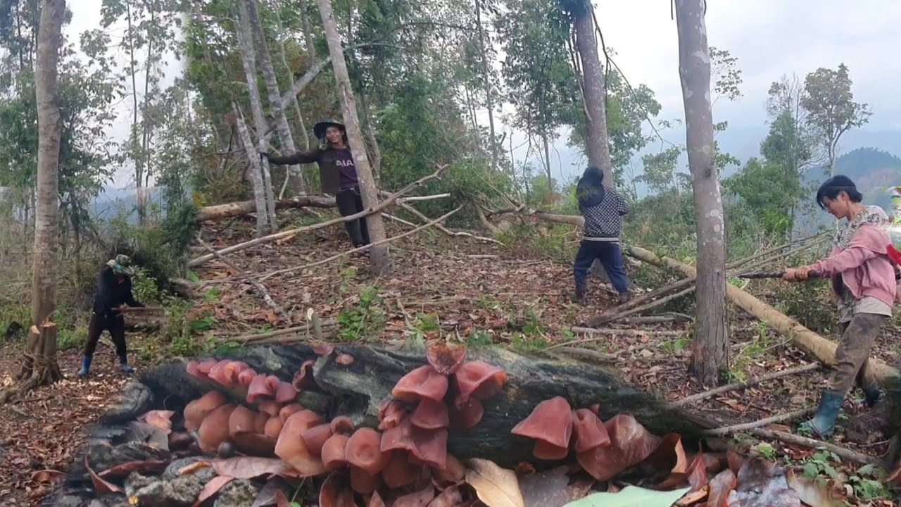 Ntov ntoo sab kawg15 3. 2026