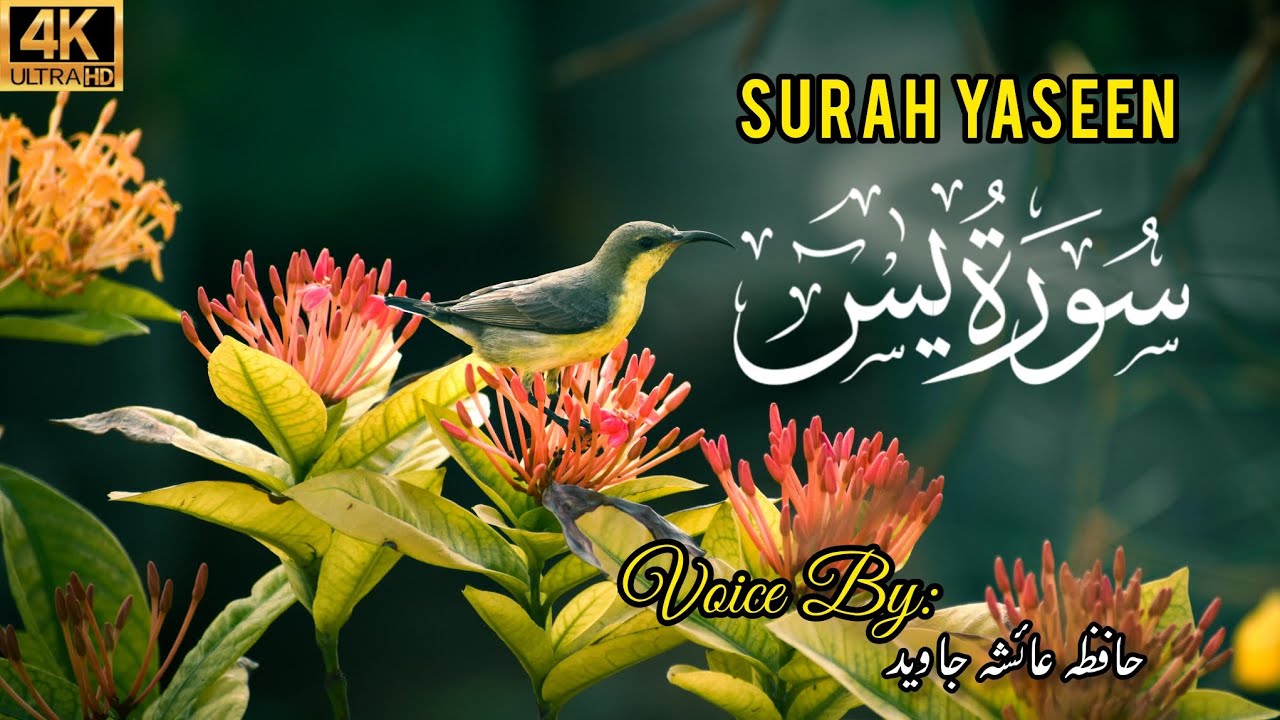 Surah Yasin (Yaseen) Full | سورة يس ✨🕌🤍| By Hafiza Aisha Javed | Tilawat | Soothing Quran Recitation