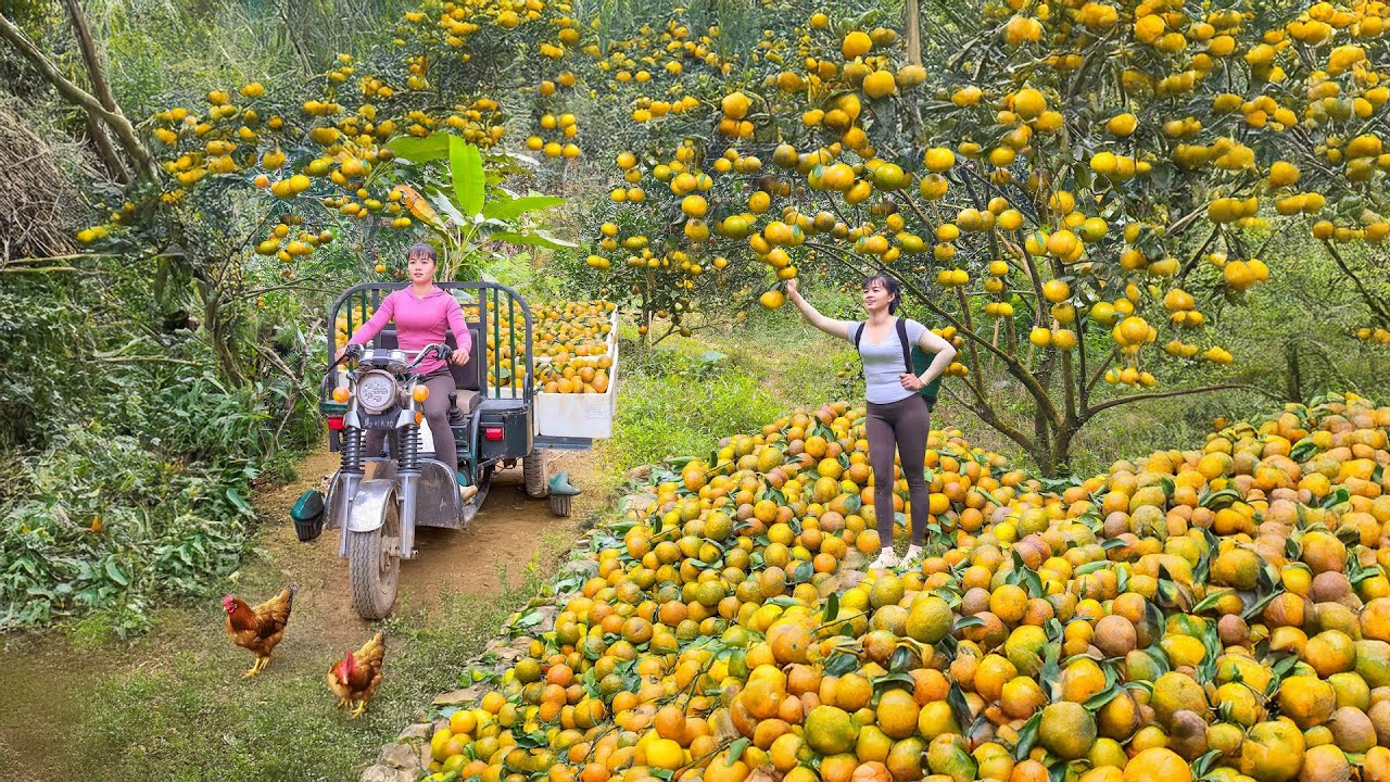 Harvesting 500KG of Oranges with a 3-Wheeled Truck | Selling Fresh Fruit at the Countryside Market