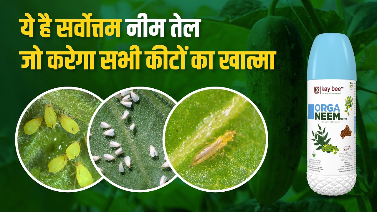 ये है सर्वोत्तम नीम तेल जो करेगा सभी कीटों का ख़ात्मा | Kay bee bio | Organeem