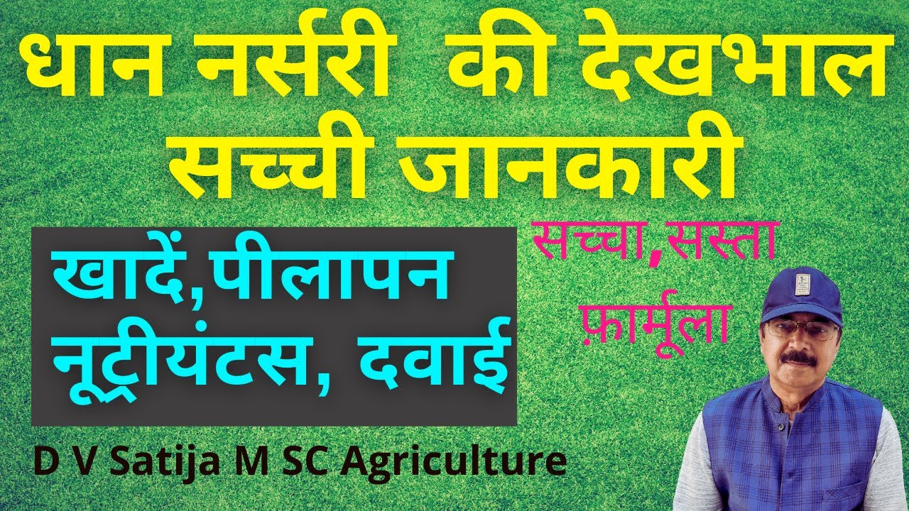 Dhan nursery management | dhan ki nursery pili padne par kya kare | paddy nursery preparation |