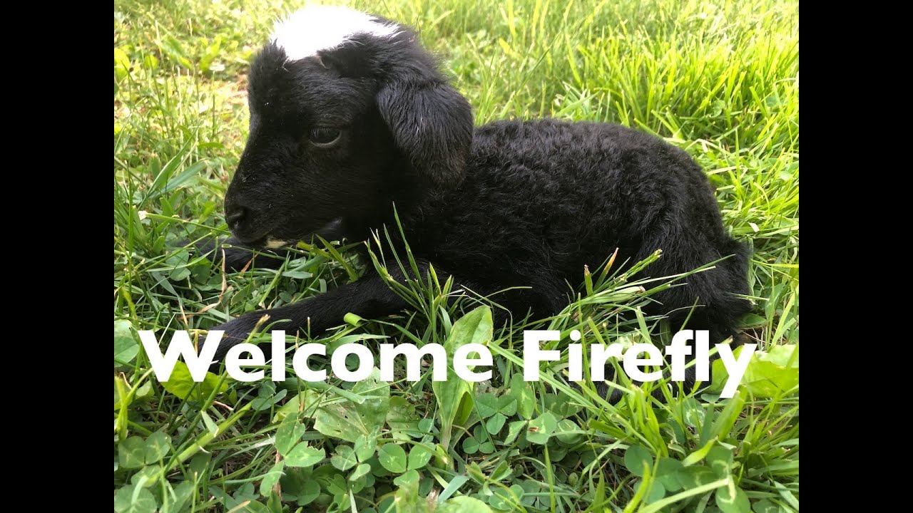 Welcome Firefly! | Our Flock of Romanov Sheep