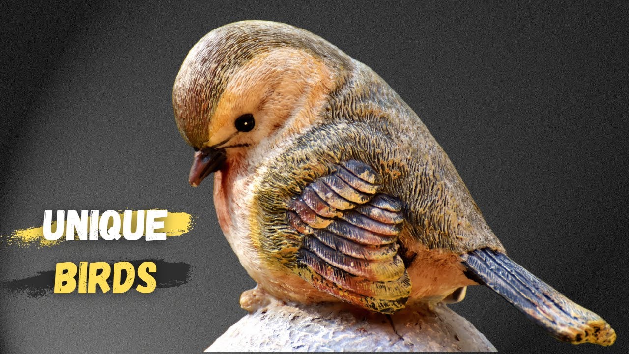 World's Cutest and Unique Birds - 4k Film with Soothing Music