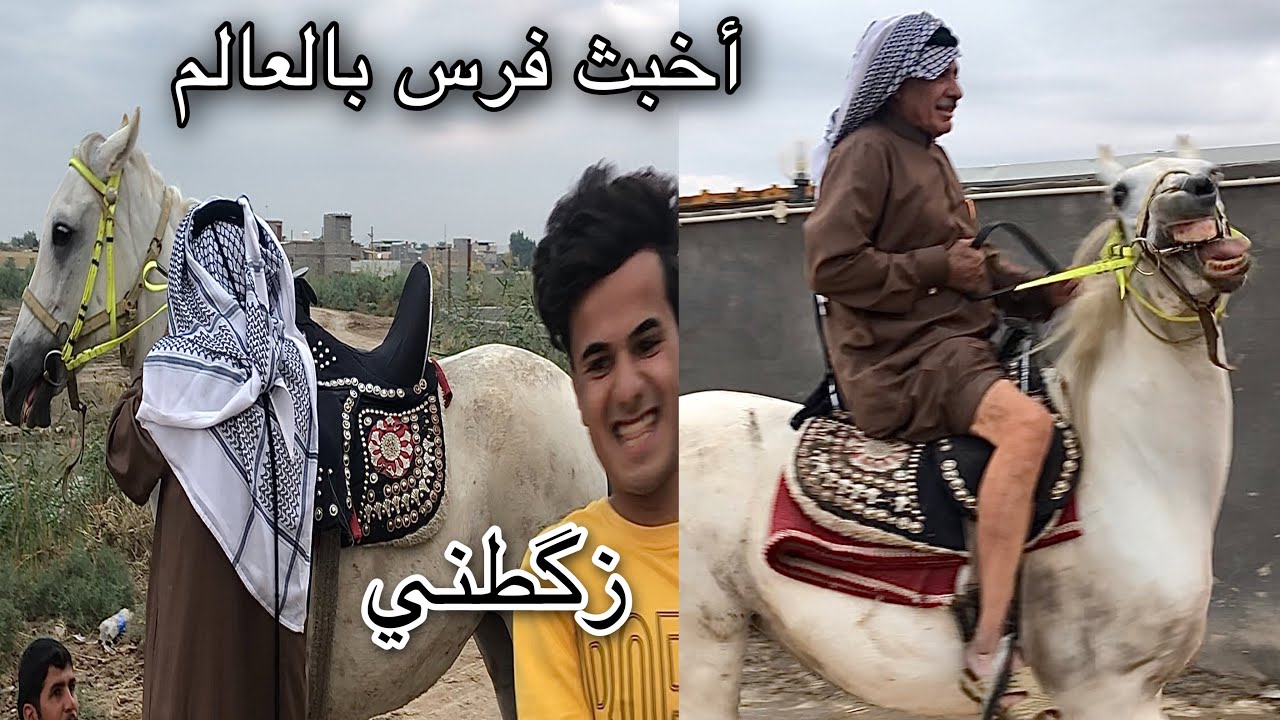فرسان اصيلة تعود الى سلالة عربية شاهد ذكاء الحيوان بينه وبين الراعي