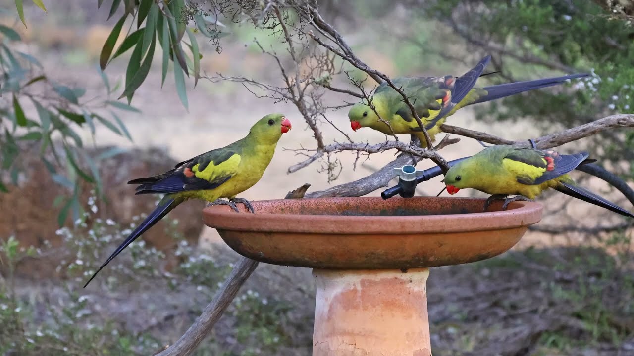 Australia Part 41: birding Dryandra Woodland, Parkeyerring Lake & Stirling Range Retreat, Oct 19