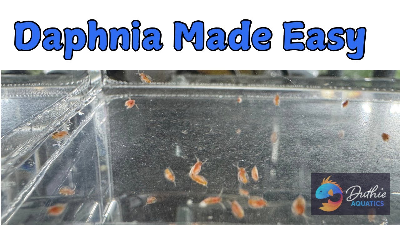 Mastering Daphnia and Moina Cultures A Complete Guide to Success