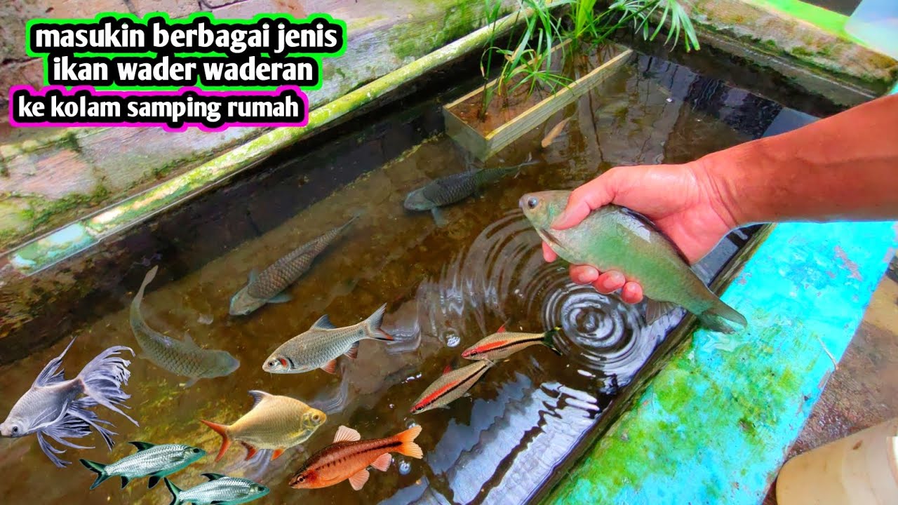 Berbagai jenis wader masuk .. tinggal wader apa lagi ya ?