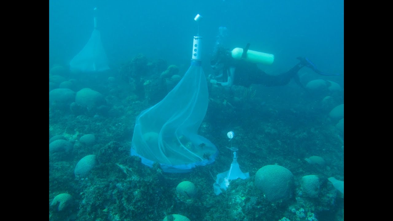 Documentário Rede Abrolhos - Abrolhos Network Documentary